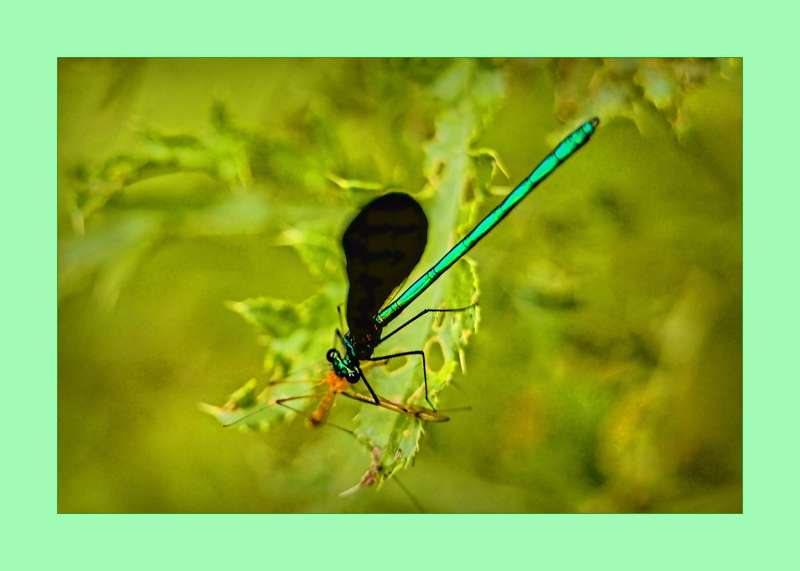 Ebony Jewelwing- 03
